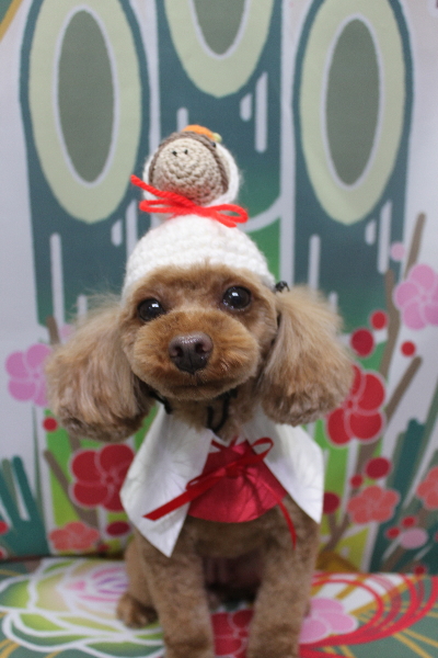 神奈川県横浜市のトイプードルのトリミング画像