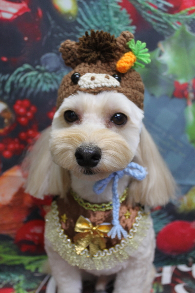 千葉県鎌ヶ谷市のミックス犬のトリミング画像