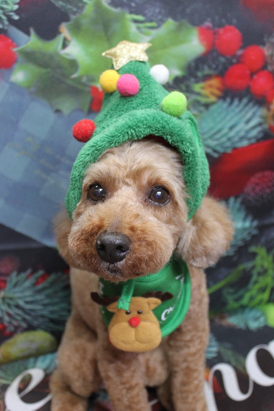 千葉県船橋市のトイプードルのトリミング画像