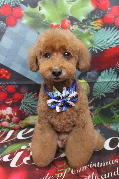 千葉県印西市のトイプードルのトリミング画像