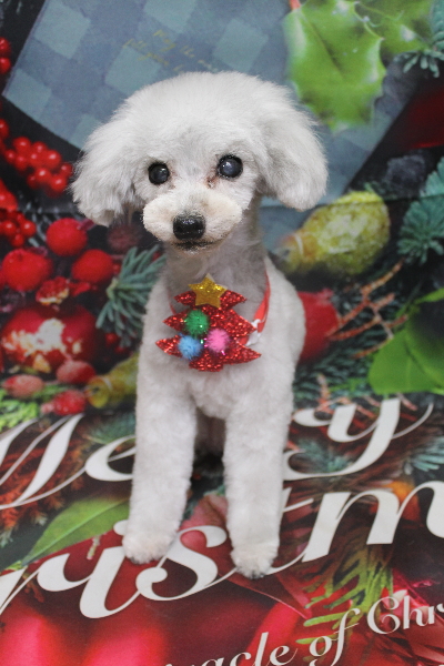 千葉県印西市のトイプードルのトリミング画像