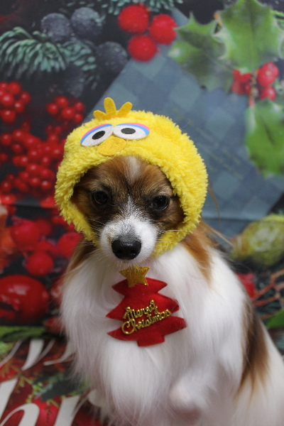 千葉県鎌ヶ谷市のパピヨンのトリミング画像