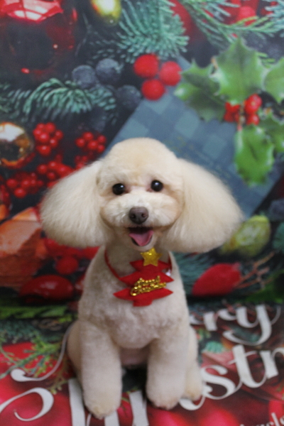 千葉県船橋市のトイプードルのトリミング画像