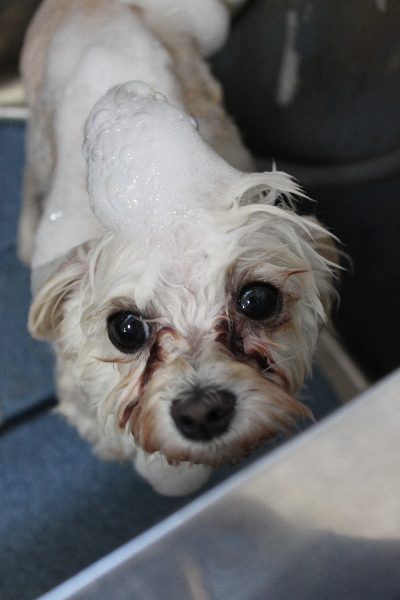 千葉県鎌ケ谷市のミックス犬のシャンプー画像