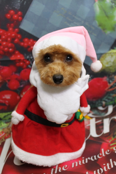 千葉県千葉市のトイプードルのトリミング画像