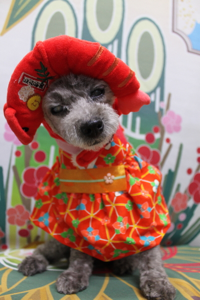 千葉県船橋市のトイプードルのトリミング画像