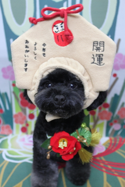 千葉県鎌ヶ谷市のトイプードルのトリミング画像