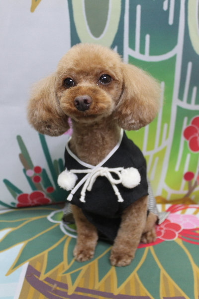 神奈川県横浜市のトイプードルのトリミング画像