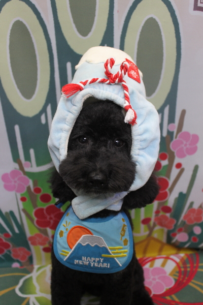 千葉県船橋市のトイプードルのトリミング画像