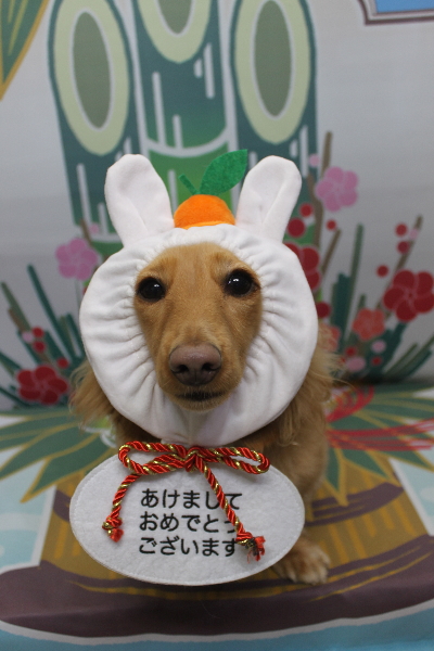 千葉県船橋市のミニチュアダックスのトリミング画像