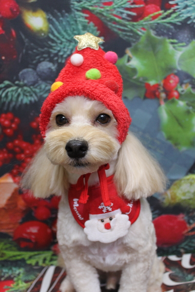 千葉県鎌ヶ谷市のミックス犬のトリミング画像