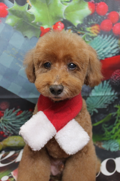 千葉県印西市のトイプードルのトリミング画像