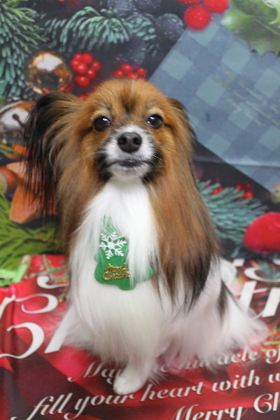 千葉県鎌ヶ谷市のパピヨンのトリミング画像