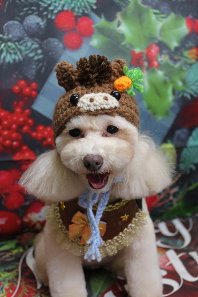 千葉県船橋市のトイプードルのトリミング画像