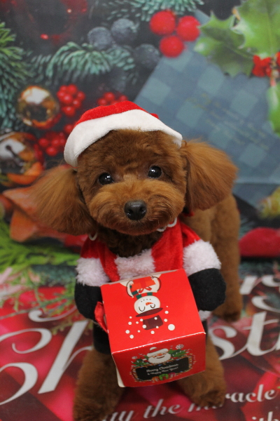 千葉県八千代市のトイプードルのトリミング画像