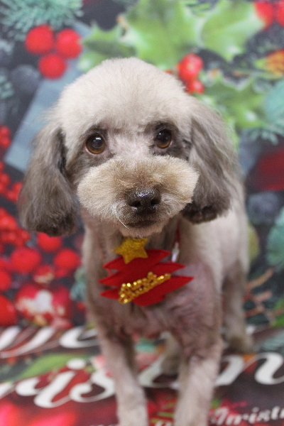 千葉県鎌ケ谷市のトイプードルのトリミング画像