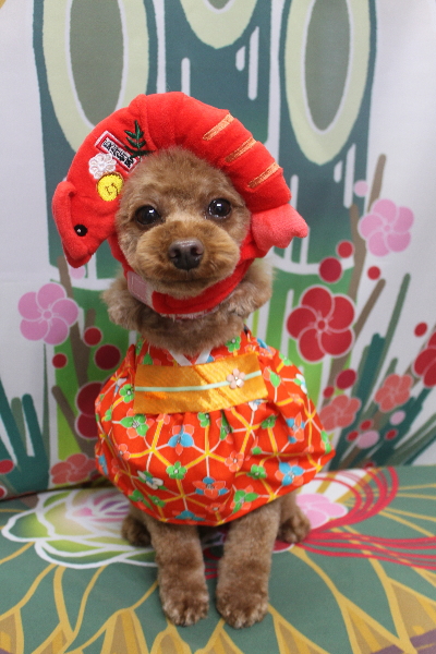 神奈川県横浜市のトイプードルのトリミング画像