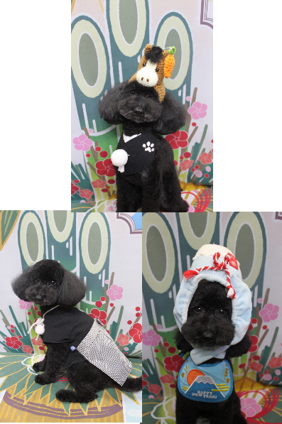 千葉県船橋市のトイプードルのトリミング画像