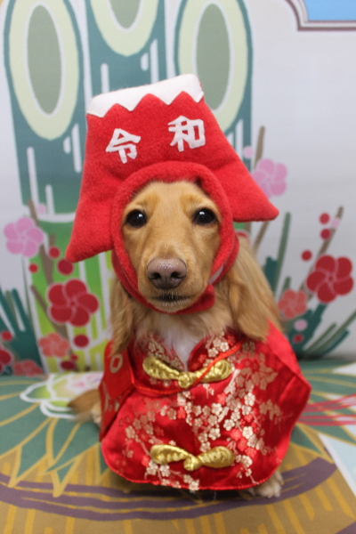 千葉県船橋市のミニチュアダックスのトリミング画像