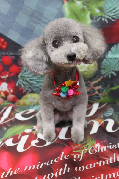 千葉県船橋市のトイプードルのトリミング画像