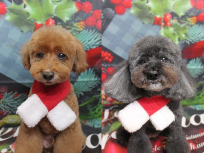 千葉県印西市のトイプードルのトリミング画像