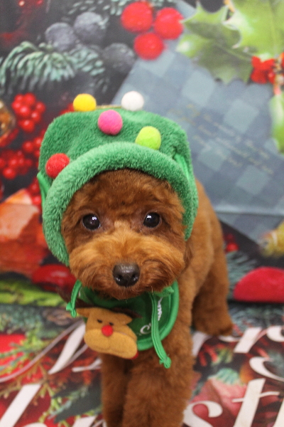 千葉県八千代市のトイプードルのトリミング画像