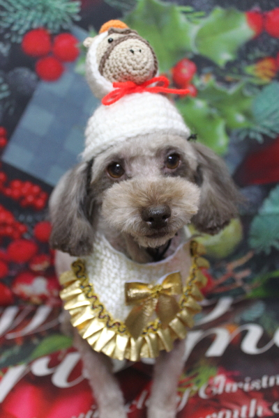 千葉県鎌ケ谷市のトイプードルのトリミング画像