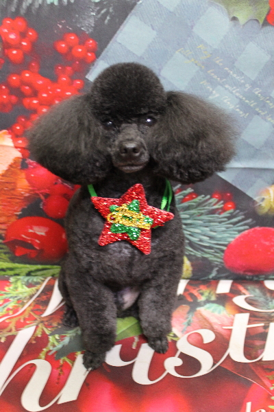 千葉県鎌ヶ谷市のトイプードルのトリミング画像