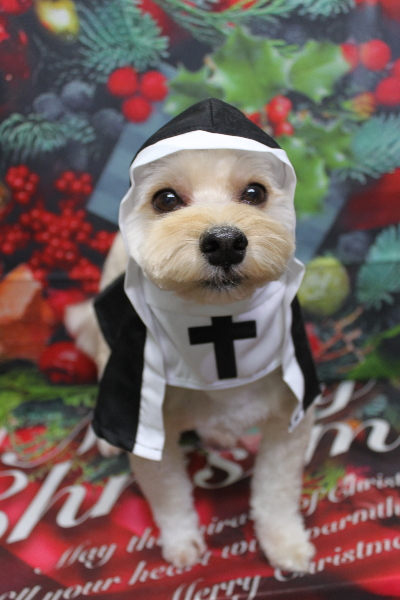千葉県鎌ヶ谷市のミックス犬のトリミング画像
