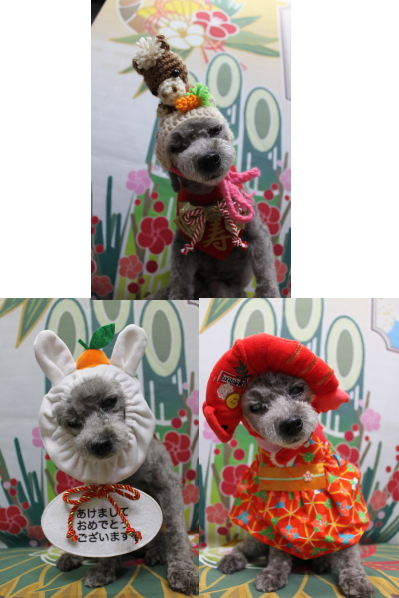 千葉県船橋市のトイプードルのトリミング画像