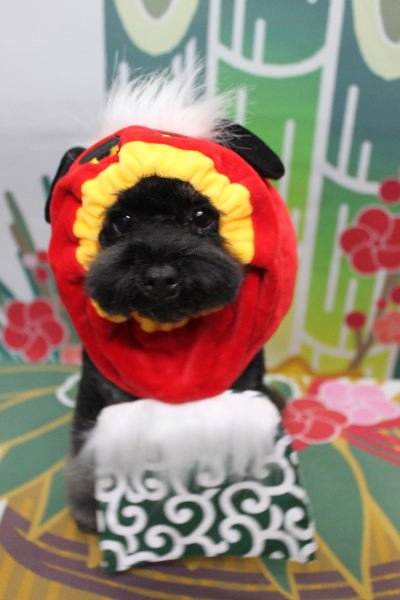 千葉県鎌ヶ谷市のトイプードルのトリミング画像