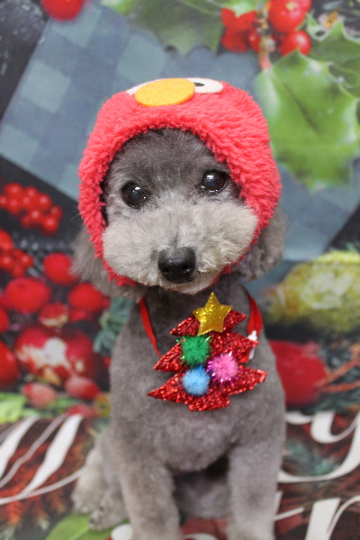 千葉県船橋市のトイプードルのトリミング画像