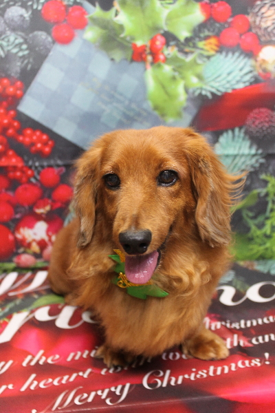 千葉県鎌ケ谷のミニチュアダックスのトリミング画像