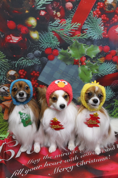 千葉県鎌ヶ谷市のパピヨンのトリミング画像