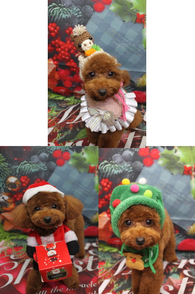 千葉県八千代市のトイプードルのトリミング画像