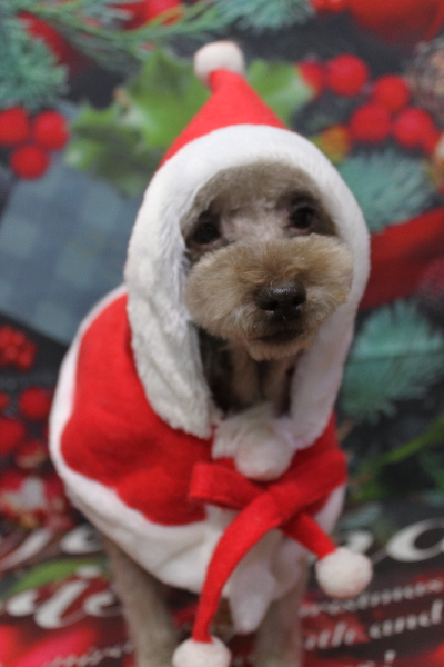 千葉県鎌ケ谷市のトイプードルのトリミング画像