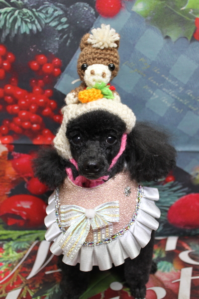 千葉県鎌ヶ谷市のトイプードルのトリミング画像