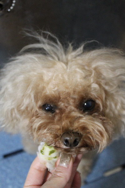 千葉県千葉市のトイプードルの歯磨き画像