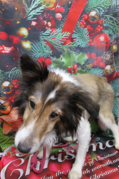 千葉県船橋市のシェルティーのトリミング前画像