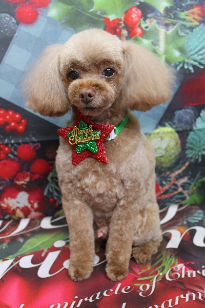 千葉県船橋市のトイプードルのトリミング画像