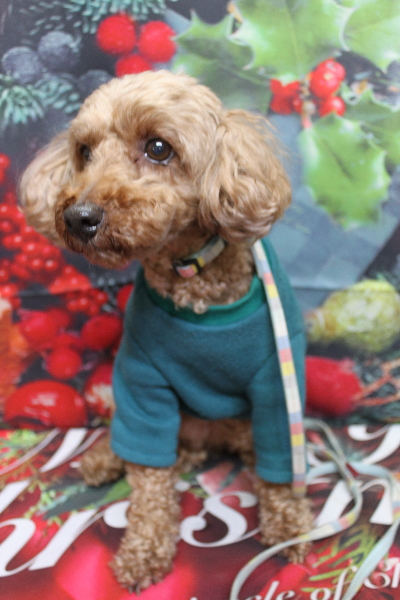 千葉県船橋市のトイプードルのトリミング前画像