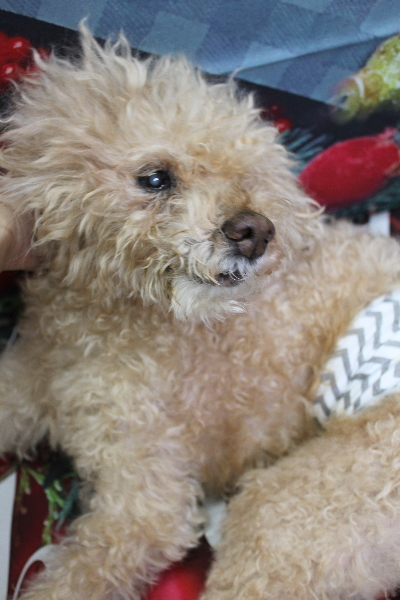 千葉県船橋市のトイプードルのトリミング前画像