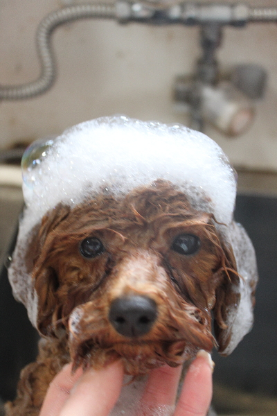 千葉県鎌ケ谷市トイプードルのシャンプー画像