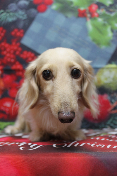 千葉県鎌ケ谷市のミニチュアダックスのトリミング前画像