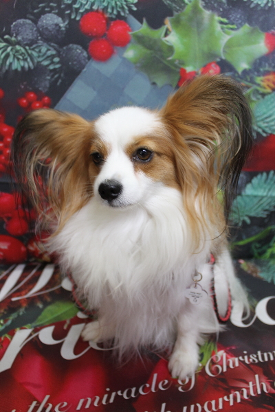 千葉県鎌ヶ谷市のパピヨンのトリミング前画像