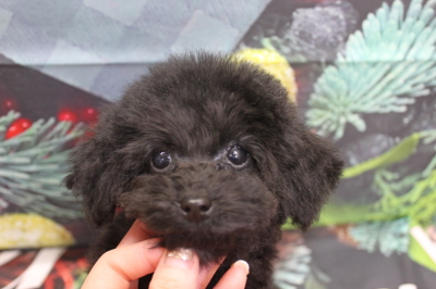 トイプードルブリーダーの子犬、トリミング画像