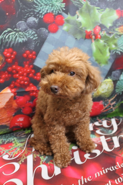 千葉県船橋市のトイプードルのトリミング前画像