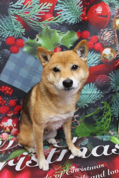 千葉県船橋市の豆柴のトリミング前画像