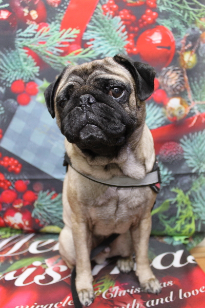 千葉県鎌ケ谷市のパグのトリミング前画像