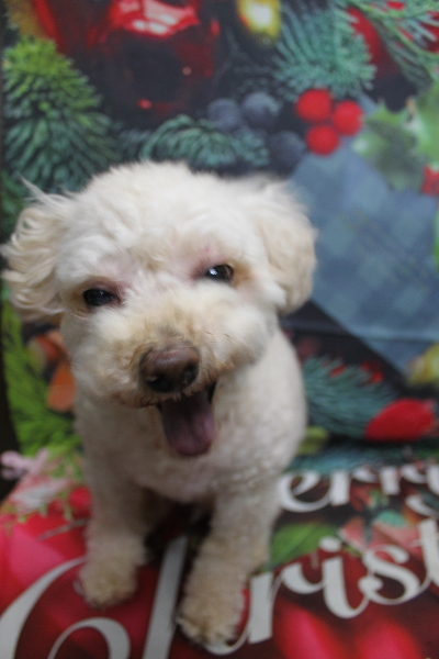 千葉県鎌ケ谷市のミックス犬のトリミング前画像